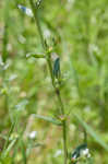 Corn gromwell